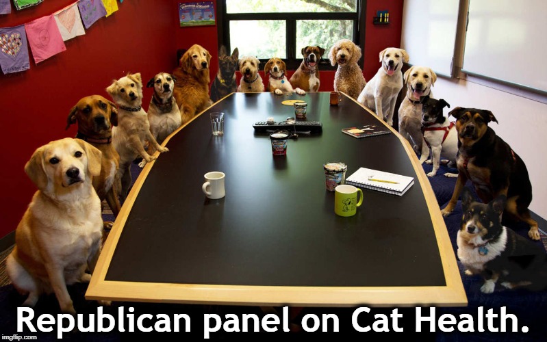 Republican panel on Cat Health. | image tagged in republican,gop,healthcare,women rights,abortion | made w/ Imgflip meme maker