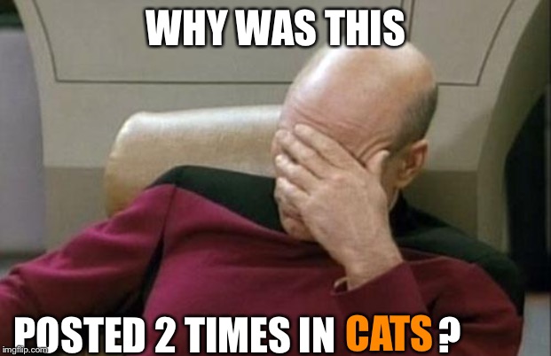 Captain Picard Facepalm Meme | WHY WAS THIS POSTED 2 TIMES IN             ? CATS | image tagged in memes,captain picard facepalm | made w/ Imgflip meme maker