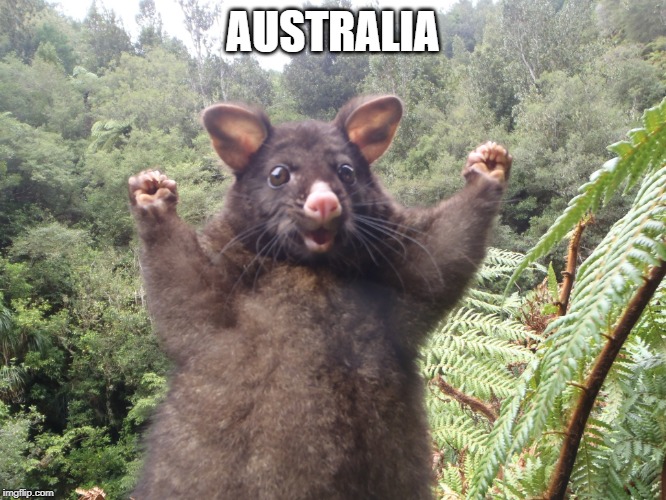 Australian possum | AUSTRALIA | image tagged in australian possum | made w/ Imgflip meme maker