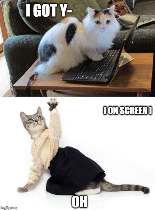 Image tagged in cat on laptop Imgflip