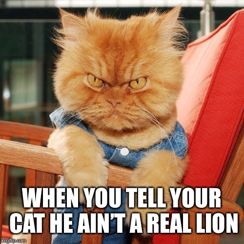 Garfi The Angry Cat | WHEN YOU TELL YOUR CAT HE AIN’T A REAL LION | image tagged in garfi the angry cat | made w/ Imgflip meme maker