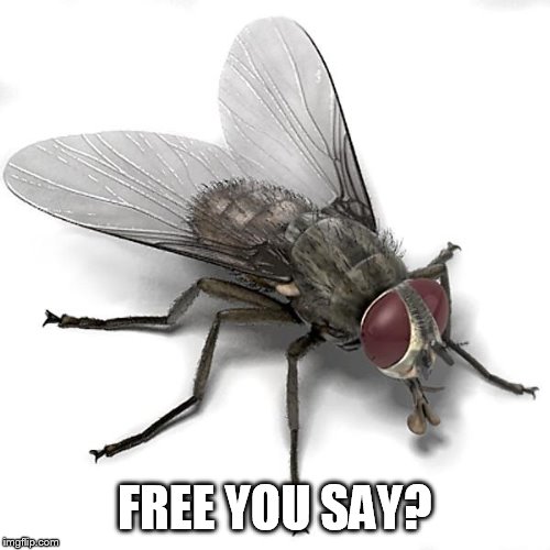 Scumbag House Fly | FREE YOU SAY? | image tagged in scumbag house fly | made w/ Imgflip meme maker
