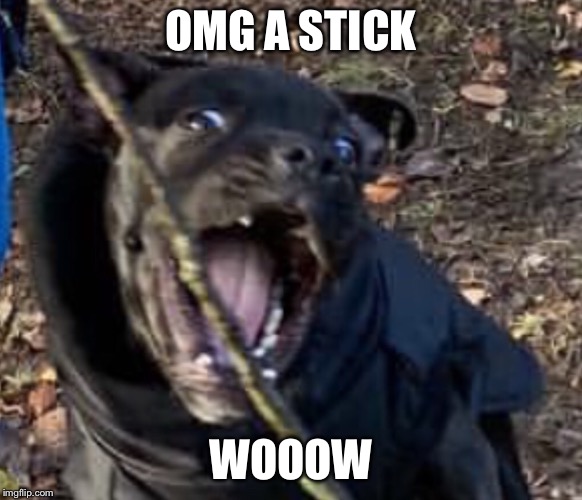 A new meme dog!? | OMG A STICK; WOOOW | image tagged in a new meme dog | made w/ Imgflip meme maker