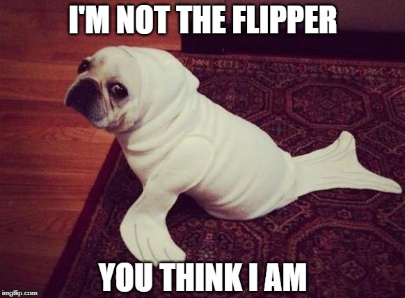 Am a puppy dog | I'M NOT THE FLIPPER; YOU THINK I AM | image tagged in imgflippers | made w/ Imgflip meme maker