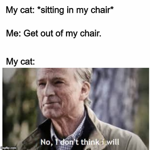 My cat IRL | My cat: *sitting in my chair*; Me: Get out of my chair. My cat: | image tagged in memes,cats | made w/ Imgflip meme maker