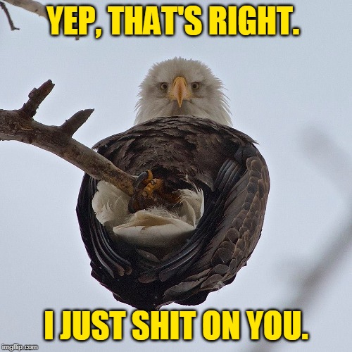 Eagles Suck | YEP, THAT'S RIGHT. I JUST SHIT ON YOU. | image tagged in shit,bald eagle,memes,eagle | made w/ Imgflip meme maker