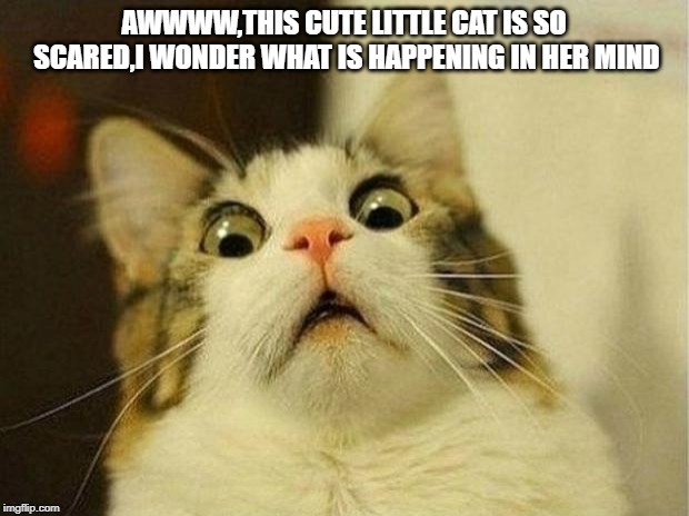 Scared Cat | AWWWW,THIS CUTE LITTLE CAT IS SO SCARED,I WONDER WHAT IS HAPPENING IN HER MIND | image tagged in memes,scared cat | made w/ Imgflip meme maker