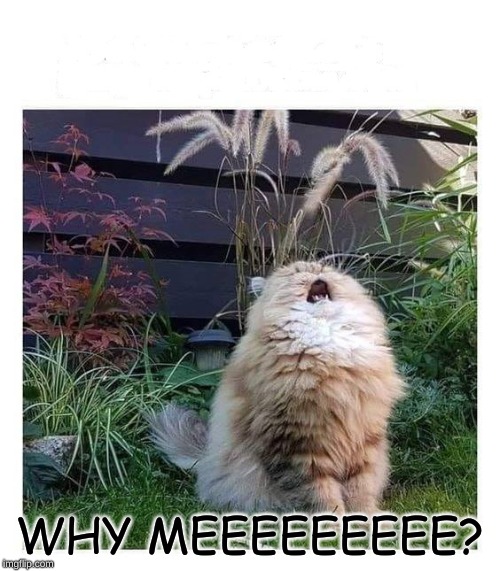 Cat Cry | WHY MEEEEEEEEE? | image tagged in cat cry | made w/ Imgflip meme maker