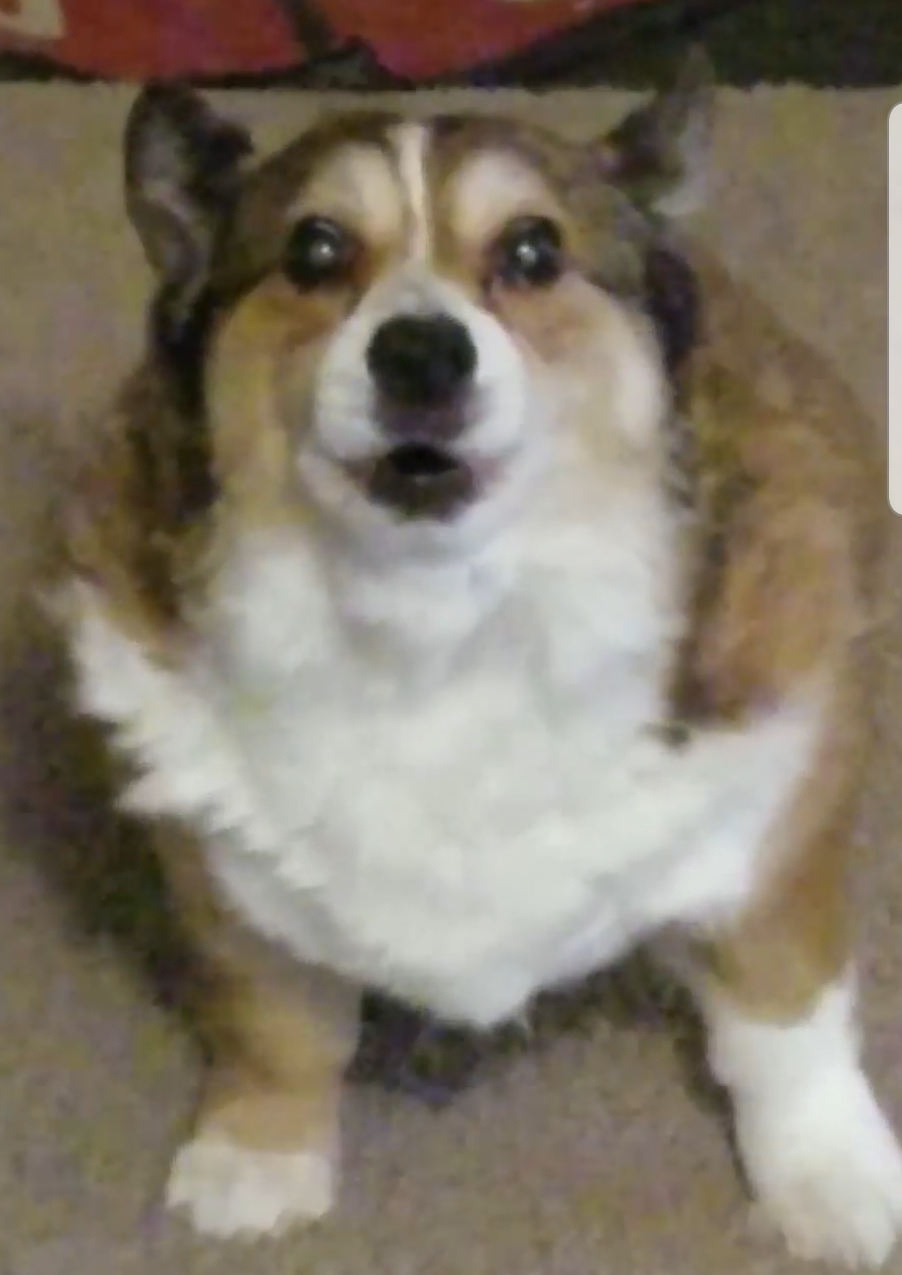 Disgruntled Corgi Blank Meme Template