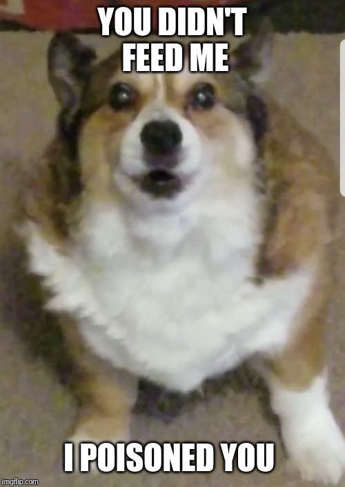 Disgruntled Dog | YOU DIDN'T FEED ME; I POISONED YOU | image tagged in disgruntled corgi | made w/ Imgflip meme maker