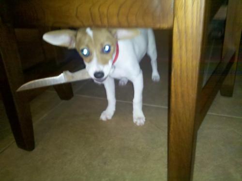 image tagged in funny,dogs,animals