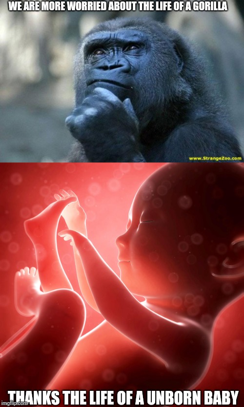 WE ARE MORE WORRIED ABOUT THE LIFE OF A GORILLA; THANKS THE LIFE OF A UNBORN BABY | image tagged in deep thoughts,baby fetus | made w/ Imgflip meme maker
