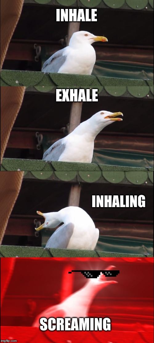 Inhaling Seagull | INHALE; EXHALE; INHALING; SCREAMING | image tagged in memes,inhaling seagull | made w/ Imgflip meme maker