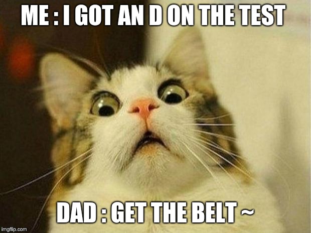 Scared Cat | ME : I GOT AN D ON THE TEST; DAD : GET THE BELT ~ | image tagged in memes,scared cat | made w/ Imgflip meme maker