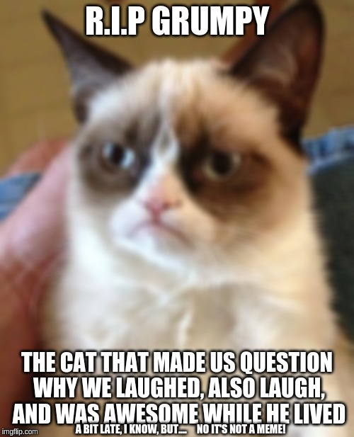 Grumpy Cat | R.I.P GRUMPY; THE CAT THAT MADE US QUESTION WHY WE LAUGHED, ALSO LAUGH, AND WAS AWESOME WHILE HE LIVED; A BIT LATE, I KNOW, BUT....




NO IT'S NOT A MEME! | image tagged in memes,grumpy cat | made w/ Imgflip meme maker