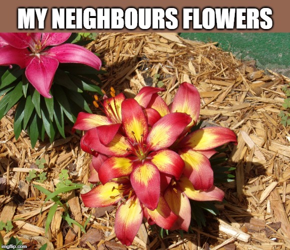 MY NEIGHBOURS FLOWERS | made w/ Imgflip meme maker