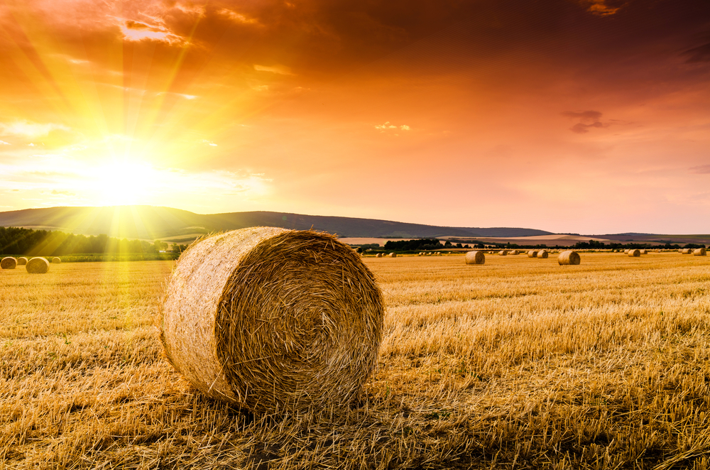 High Quality hay field Blank Meme Template