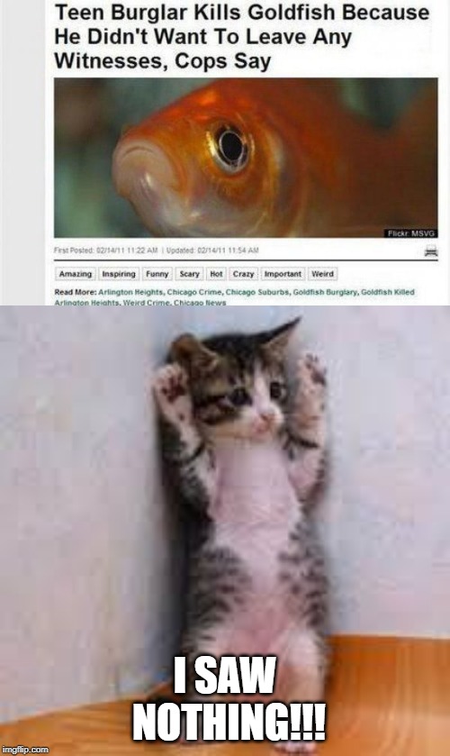 The Fish Would Talk! | I SAW NOTHING!!! | image tagged in scared cat | made w/ Imgflip meme maker