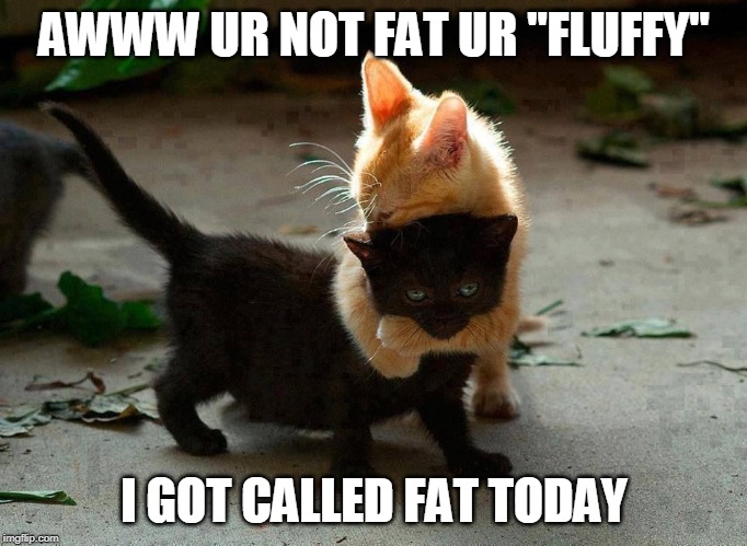kitten hug | AWWW UR NOT FAT UR "FLUFFY"; I GOT CALLED FAT TODAY | image tagged in kitten hug | made w/ Imgflip meme maker