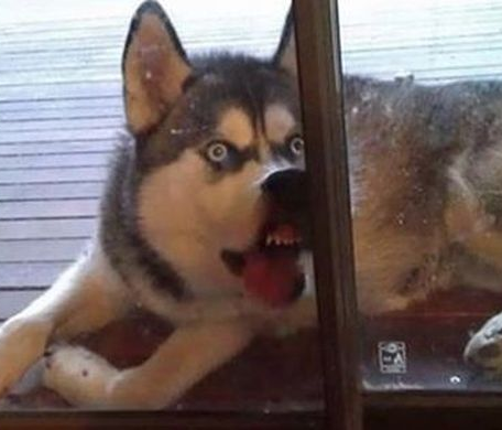 High Quality PAKIDGE Blank Meme Template