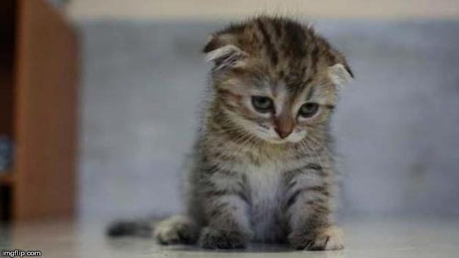 Sad kitten | image tagged in sad kitten | made w/ Imgflip meme maker