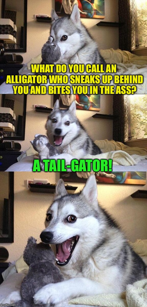 bad pun dog | WHAT DO YOU CALL AN ALLIGATOR WHO SNEAKS UP BEHIND YOU AND BITES YOU IN THE ASS? A TAIL-GATOR! | image tagged in memes,bad pun dog | made w/ Imgflip meme maker