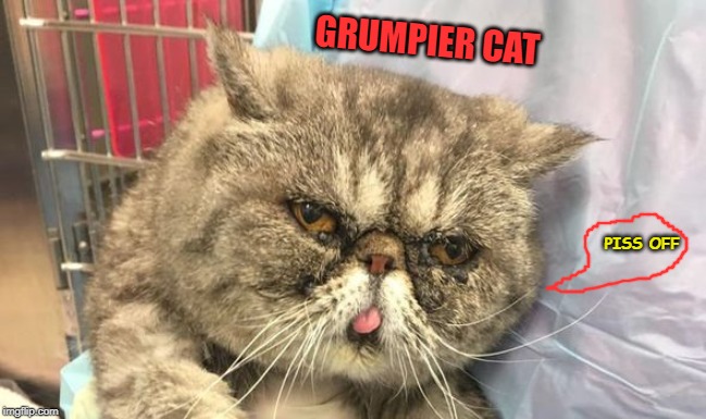 Meet Grumpier Cat | GRUMPIER CAT; PISS OFF | image tagged in meet grumpier cat | made w/ Imgflip meme maker