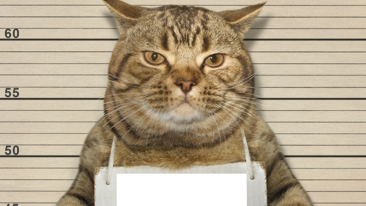 High Quality cat - fill in the blank Blank Meme Template