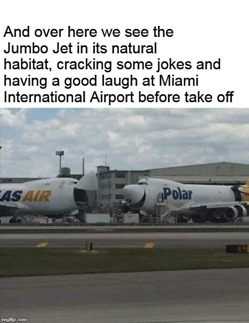jumbo | And over here we see the Jumbo Jet in its natural habitat, cracking some jokes and having a good laugh at Miami International Airport before take off | image tagged in jumbo,memes,airplane | made w/ Imgflip meme maker