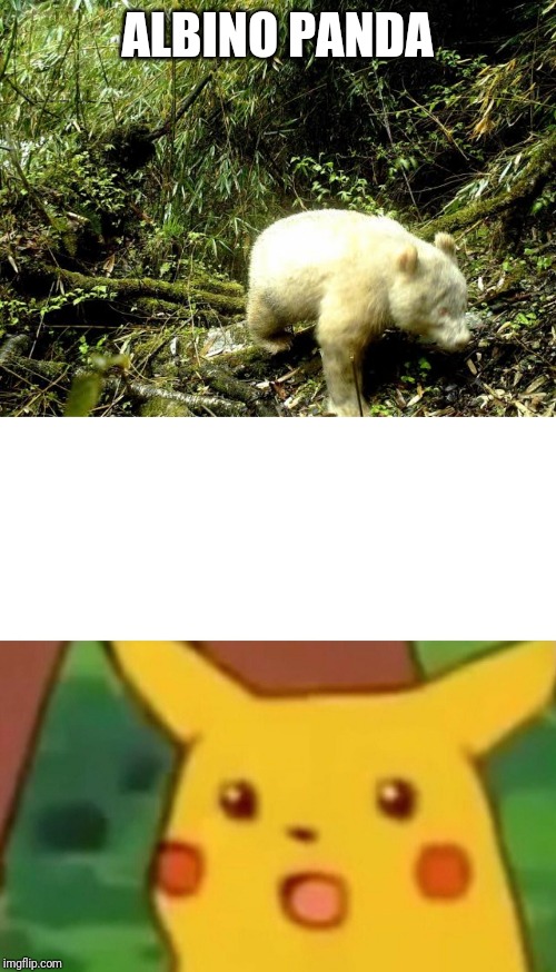ALBINO PANDA | image tagged in memes,surprised pikachu | made w/ Imgflip meme maker
