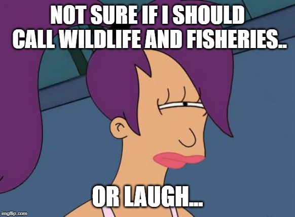 Futurama Leela Meme | NOT SURE IF I SHOULD CALL WILDLIFE AND FISHERIES.. OR LAUGH... | image tagged in memes,futurama leela | made w/ Imgflip meme maker