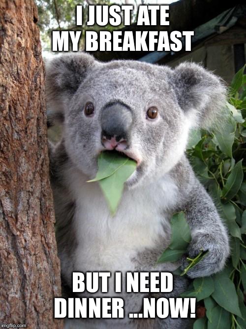 Surprised Koala | I JUST ATE MY BREAKFAST; BUT I NEED DINNER ...NOW! | image tagged in memes,surprised koala | made w/ Imgflip meme maker