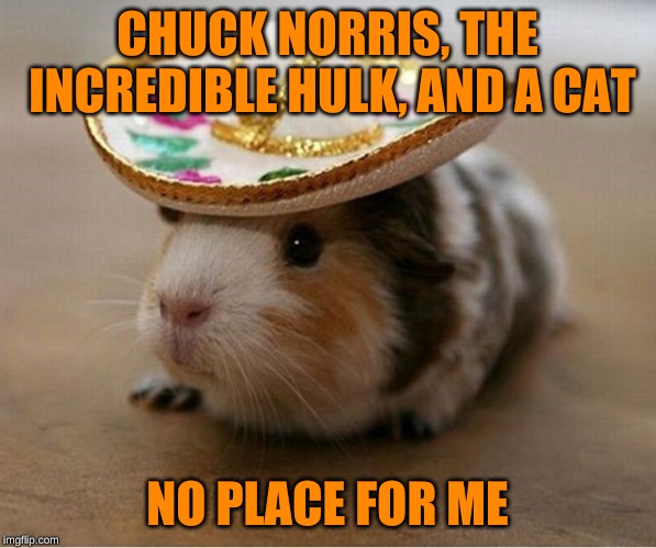 Sombrero Guinea Pig | CHUCK NORRIS, THE INCREDIBLE HULK, AND A CAT NO PLACE FOR ME | image tagged in sombrero guinea pig | made w/ Imgflip meme maker