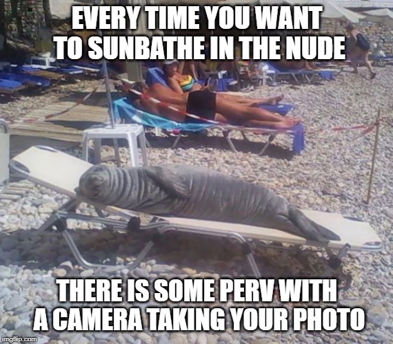 Nude Sunbather |  EVERY TIME YOU WANT TO SUNBATHE IN THE NUDE; THERE IS SOME PERV WITH A CAMERA TAKING YOUR PHOTO | image tagged in nude,seal | made w/ Imgflip meme maker