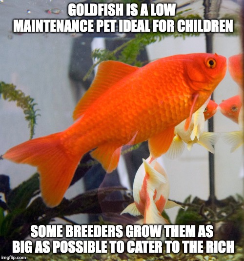 Goldfish | GOLDFISH IS A LOW MAINTENANCE PET IDEAL FOR CHILDREN; SOME BREEDERS GROW THEM AS BIG AS POSSIBLE TO CATER TO THE RICH | image tagged in goldfish,memes,pets | made w/ Imgflip meme maker