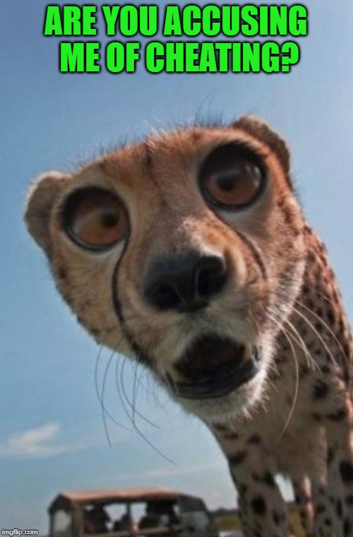 shocked cheetah | ARE YOU ACCUSING ME OF CHEATING? | image tagged in shocked cheetah | made w/ Imgflip meme maker