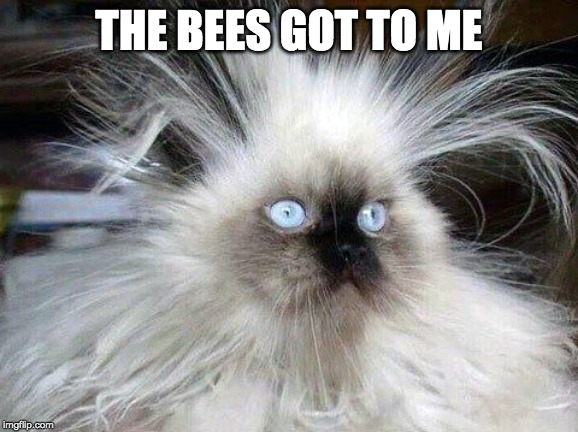 Crazy Hair Cat | THE BEES GOT TO ME | image tagged in crazy hair cat | made w/ Imgflip meme maker