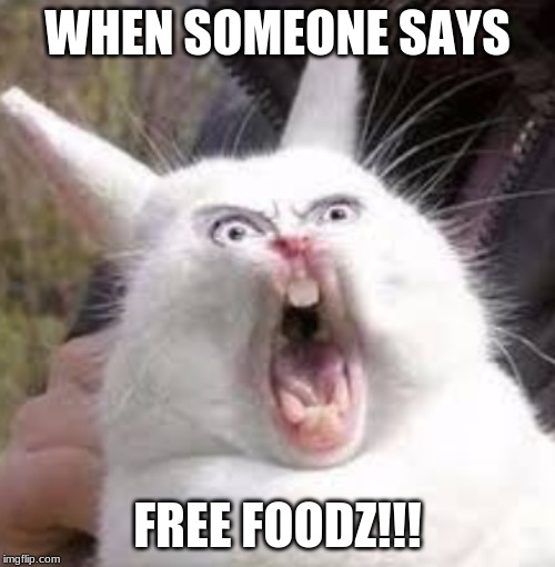 cat lol | WHEN SOMEONE SAYS; FREE FOODZ!!! | image tagged in funny | made w/ Imgflip meme maker