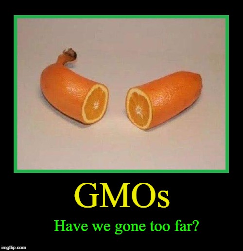 The Banagerine | GMOs Have we gone too far? | image tagged in vince vance,banana,orange,tangerine,gmo fruits vegetables,gmo | made w/ Imgflip meme maker