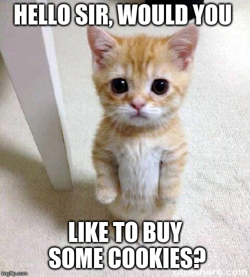 Trying to look polite while selling stuff be like... | HELLO SIR, WOULD YOU; LIKE TO BUY SOME COOKIES? | image tagged in memes,cookies,cute cat | made w/ Imgflip meme maker