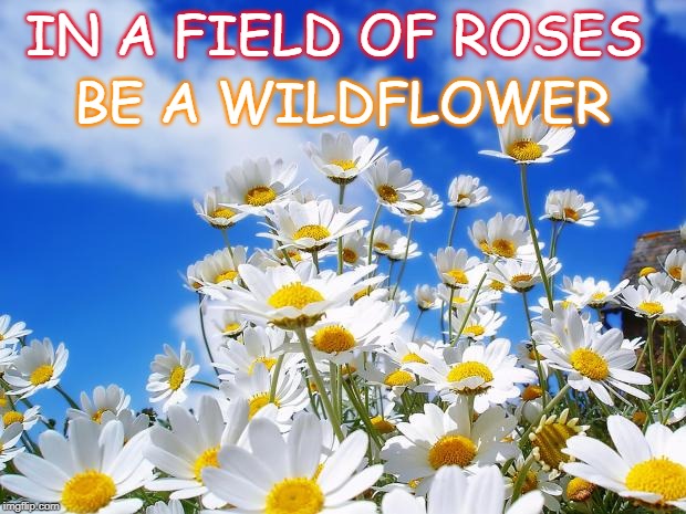 spring daisy flowers | BE A WILDFLOWER; IN A FIELD OF ROSES | image tagged in spring daisy flowers | made w/ Imgflip meme maker