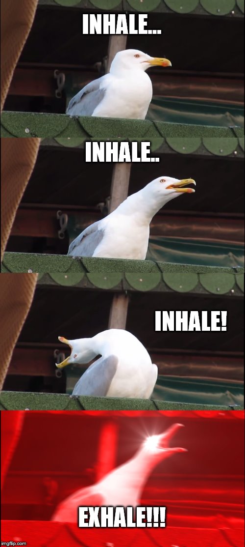 Inhaling Seagull | INHALE... INHALE.. INHALE! EXHALE!!! | image tagged in memes,inhaling seagull | made w/ Imgflip meme maker