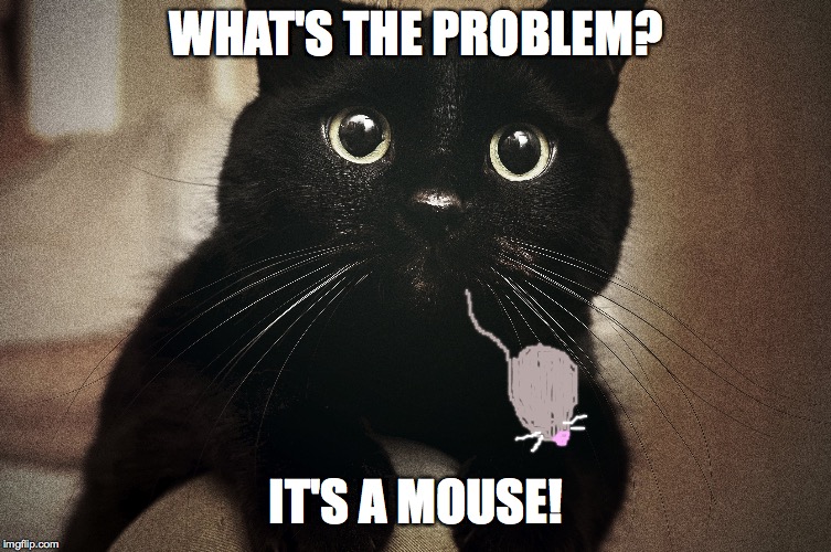 What's the Problem? It's a Mouse | WHAT'S THE PROBLEM? IT'S A MOUSE! | image tagged in cats,confusion | made w/ Imgflip meme maker