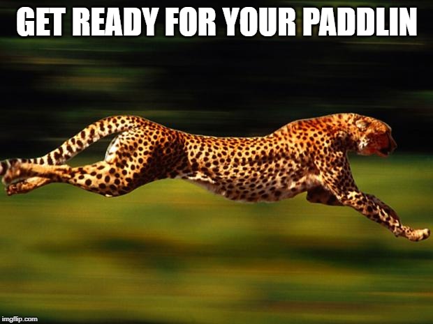 cheetah | GET READY FOR YOUR PADDLIN | image tagged in cheetah | made w/ Imgflip meme maker