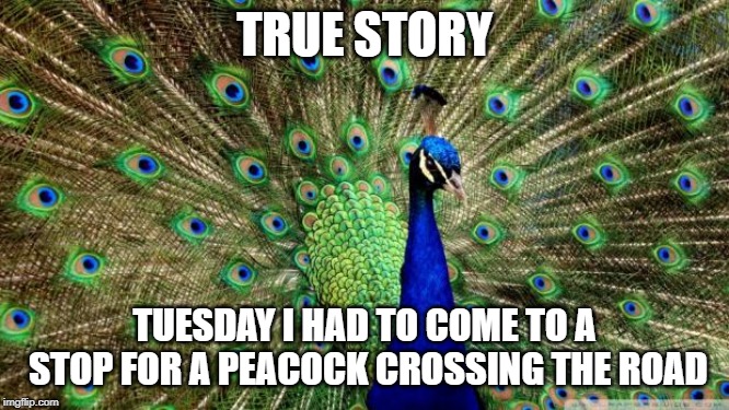 Peacock | TRUE STORY TUESDAY I HAD TO COME TO A STOP FOR A PEACOCK CROSSING THE ROAD | image tagged in peacock | made w/ Imgflip meme maker