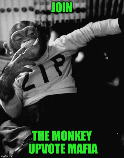 smoking monkey  | JOIN THE MONKEY UPVOTE MAFIA | image tagged in smoking monkey | made w/ Imgflip meme maker