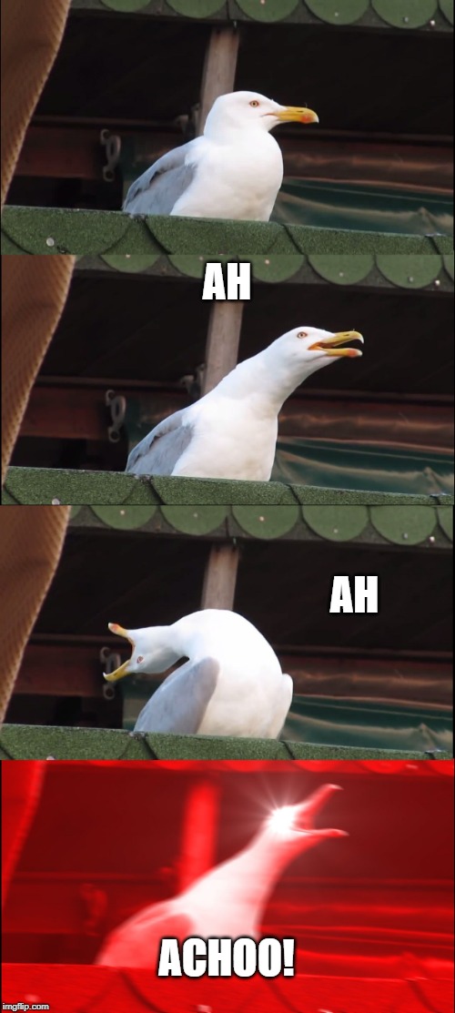 Inhaling Seagull | AH; AH; ACHOO! | image tagged in memes,inhaling seagull | made w/ Imgflip meme maker