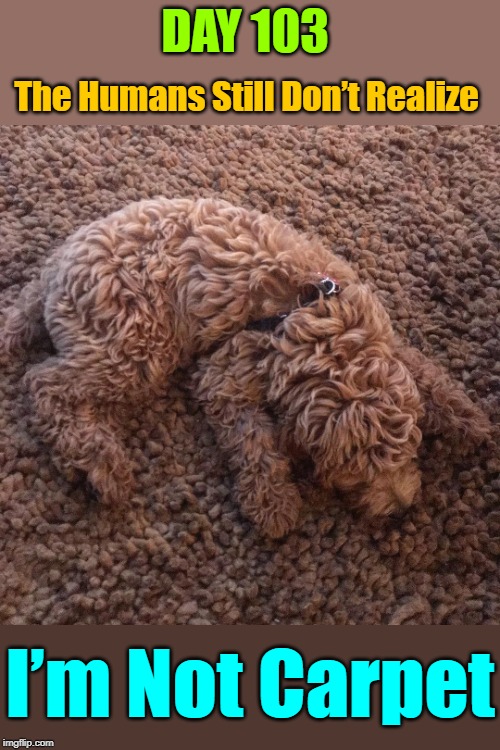 Advance Camouflage Level | DAY 103; The Humans Still Don’t Realize; I’m Not Carpet | image tagged in memes,camouflage,dogs,animals,google images,google | made w/ Imgflip meme maker