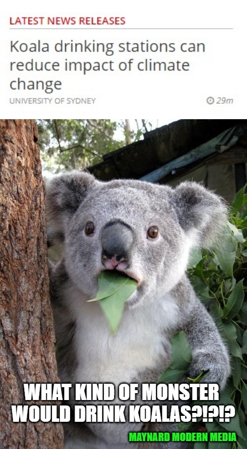WHAT KIND OF MONSTER WOULD DRINK KOALAS?!?!? MAYNARD MODERN MEDIA | image tagged in memes,surprised koala | made w/ Imgflip meme maker