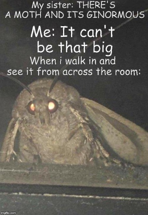 Moth | My sister: THERE'S A MOTH AND ITS GINORMOUS; Me: It can't be that big; When i walk in and see it from across the room: | image tagged in moth | made w/ Imgflip meme maker
